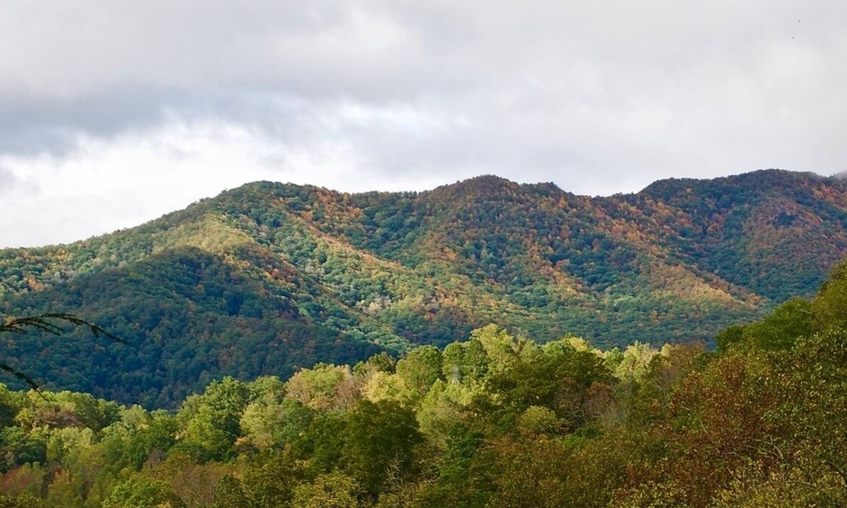 Canton Cabin | Bear Minimum - Tiny Home with Cold Mountain Views