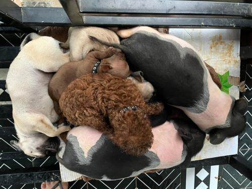 Son Trach House | Home for Pet Lovers - Nguyen Shack