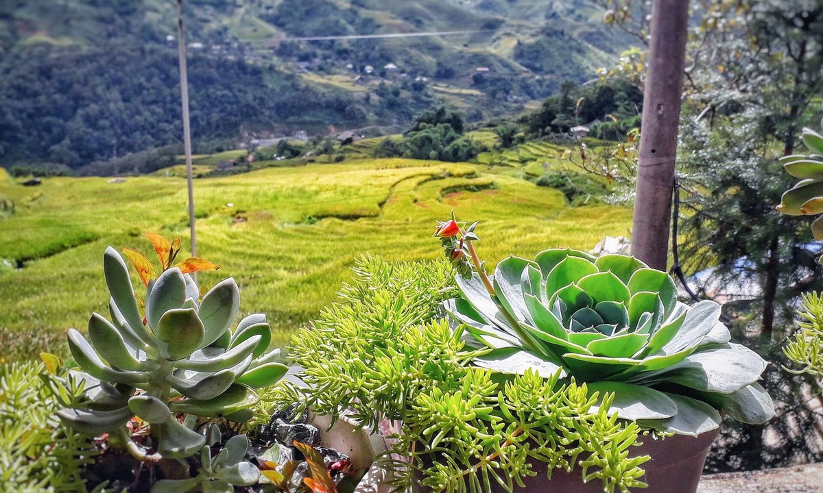Sa Pa House | Peace Home