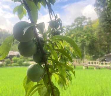 Bac Ha Ski Chalet | A Páo Homestay