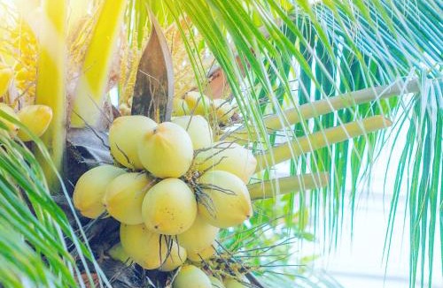 Ben Tre Resort | Ben Tre Riverside Resort
