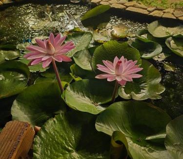 Vinh Hy House | Cây Trôm Homestay 1