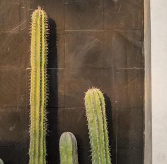 Los Tamarindos Hotel | Casa Mava