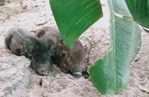 Cu Chi House | Cu Chi Boutique Farmstay