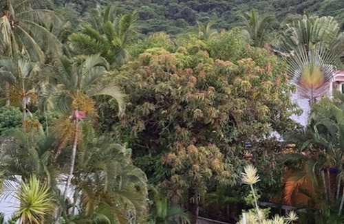 Los Ayala House | Elena's Mango Tree Bungalow - on the beach!