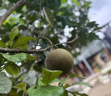 Tran Yen House | Fishing Farm Homestay