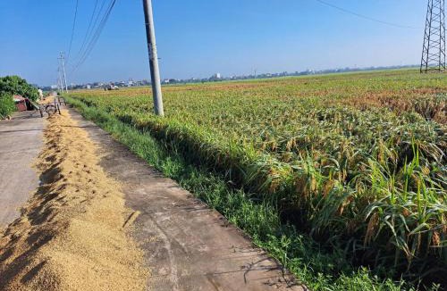 Thai Thuy House | GOLDEN RICE hoel