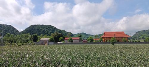 Nho Quan Hostel | Herbal Farm Day Retreat- Viên Thông Đường