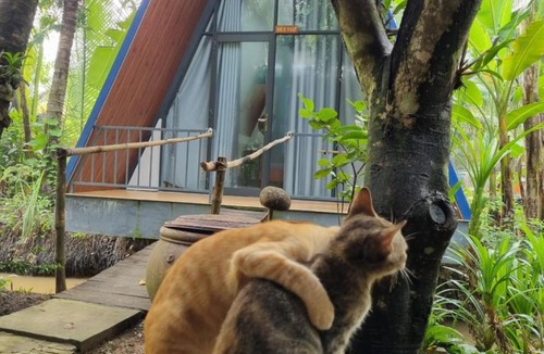 Mo Cay Bac House | Homestay Nam Hàm Luông