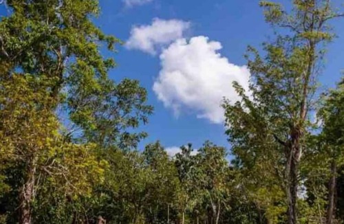 Leona Vicario House | Jungle House next to Cenotes Puerto Morelos!