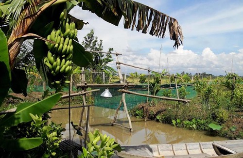 Vi Thuy Hotel | Kim Lan Homestay