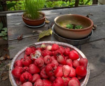 Huong Thuy Hotel | mehome Hidden Garden Homestay