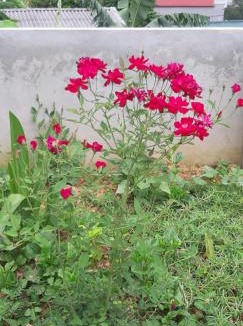 Yen Minh Hostel | Milk Milk Homestay