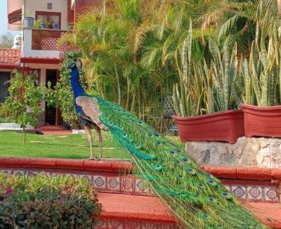 Atlixco Hotel | Posada Los Alcatraces