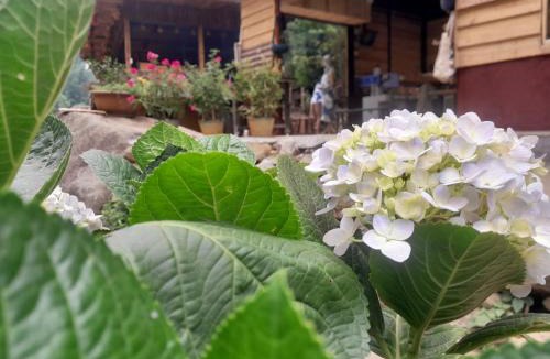 Sa Pa House | tee Homestay hmong