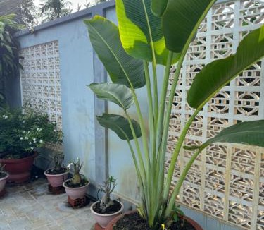 Chau Thanh House | The Grand Coco Homestay