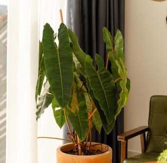 Ben Tre House | The Heritage Room - Stay Dori home Ben Tre