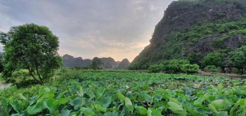 Ninh Binh Villa | Trường Nhàn Homestay