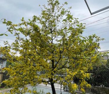 Cho Lach Apartment | Vùng ven Homestay
