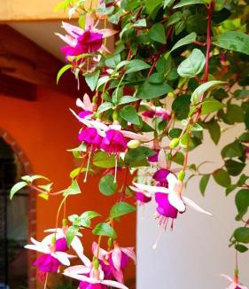 Del Carmen Bed & Breakfast | Villa Alfonsina