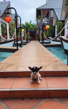 Coco Bungalows Hoi An