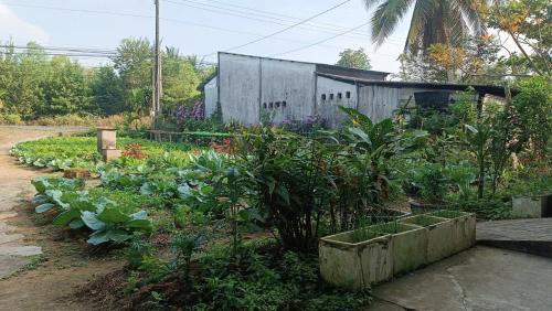 Green house