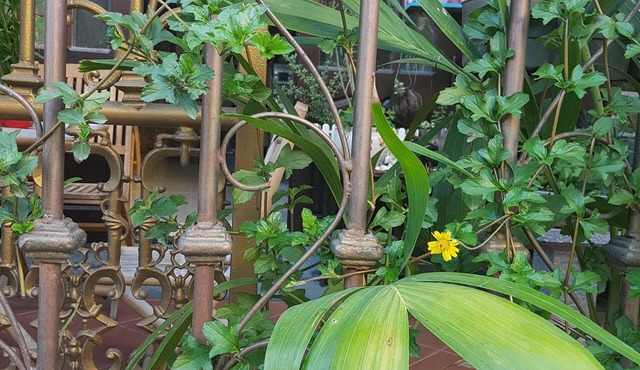 Little Home Hostel Nha Trang