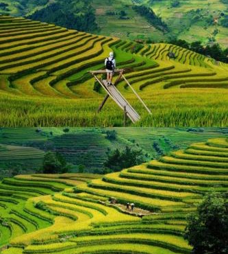 Mùa Vàng Homestay Mù Cang Chải