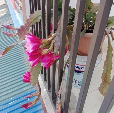 Nhà Nghỉ Tấn Phúc