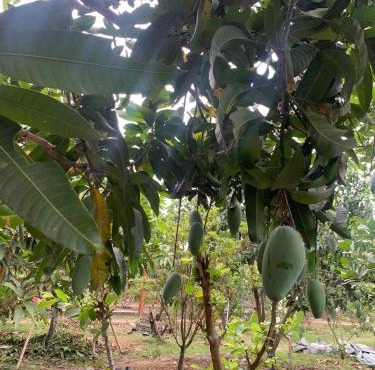Nhà vườn nghỉ dưỡng Châu Thịnh Phát