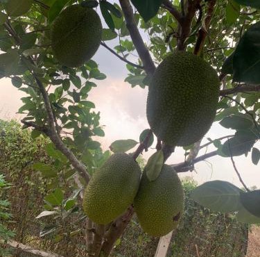 Nhà vườn nghỉ dưỡng Châu Thịnh Phát