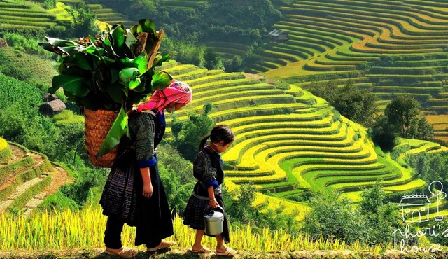 Phơri's House - THE MOUNTAINEER