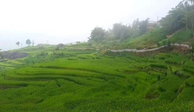 Sapa Mushroom Homestay