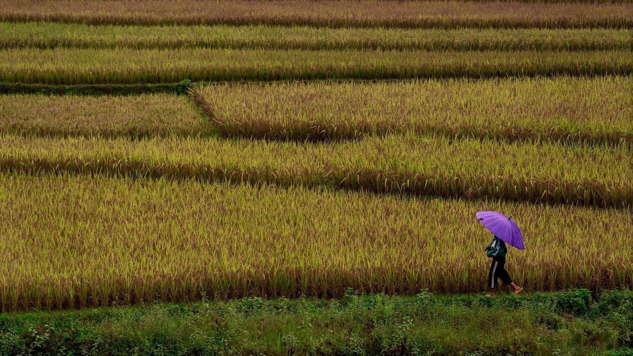 Photo of Outdoor in Mu Cang Chai
