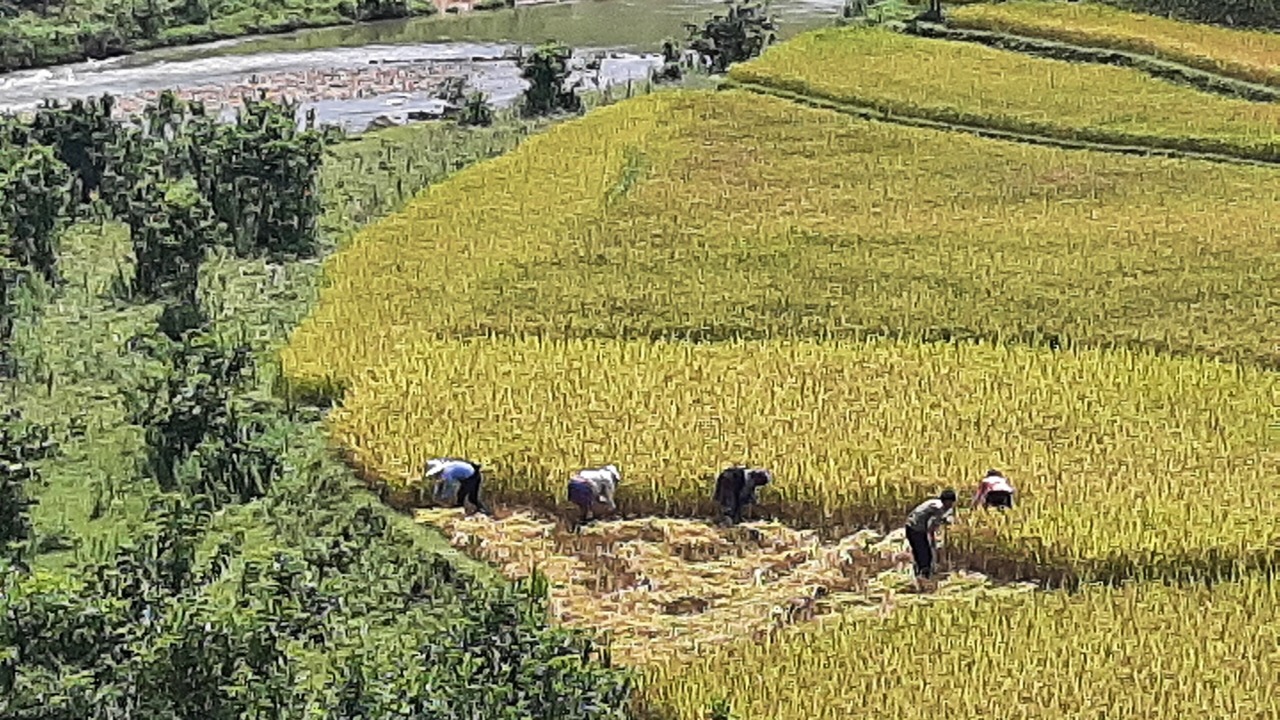 Photo of Outdoor in Mu Cang Chai