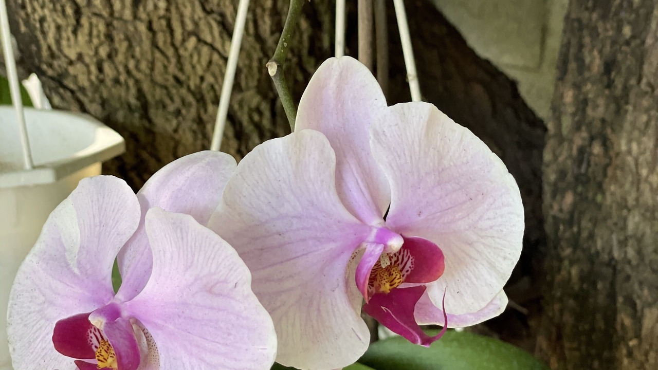 Photo of Outdoor in Ngai Giao