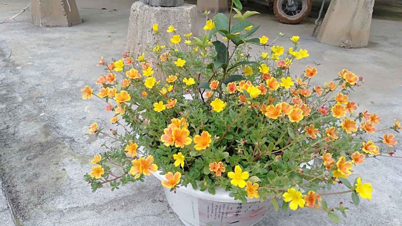 Photo of Outdoor in Ngoi Tu