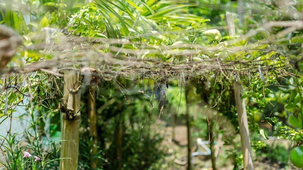 Photo of Outdoor in Cai Be