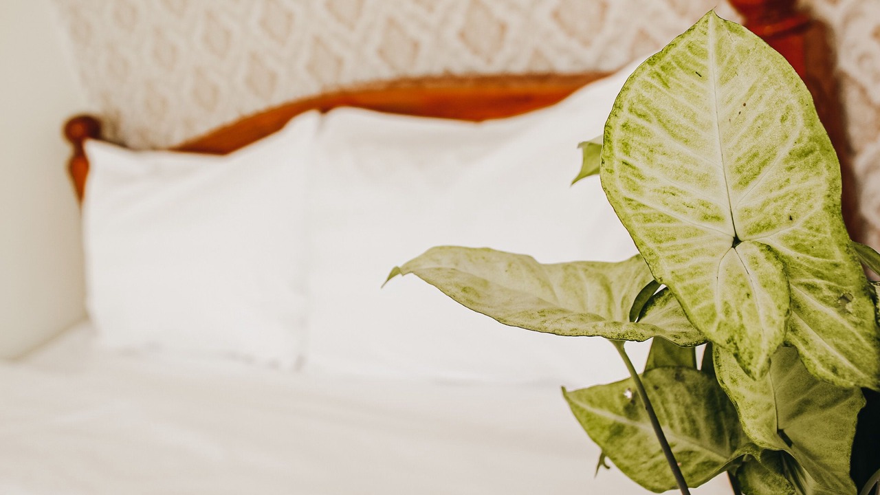 Photo of Bedroom in Nui Sam