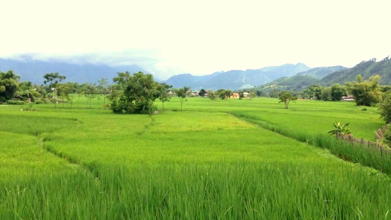 Photo of Others in Nam Mau