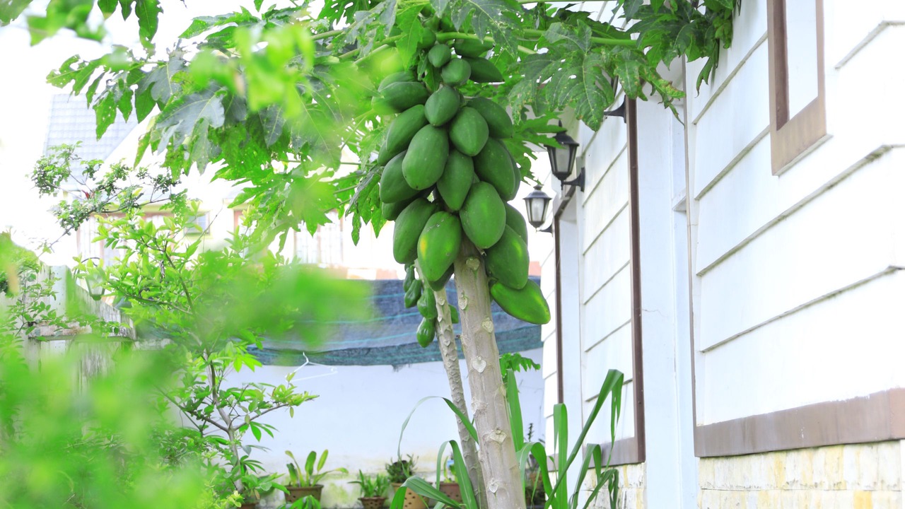 Photo of Outdoor in Phuong