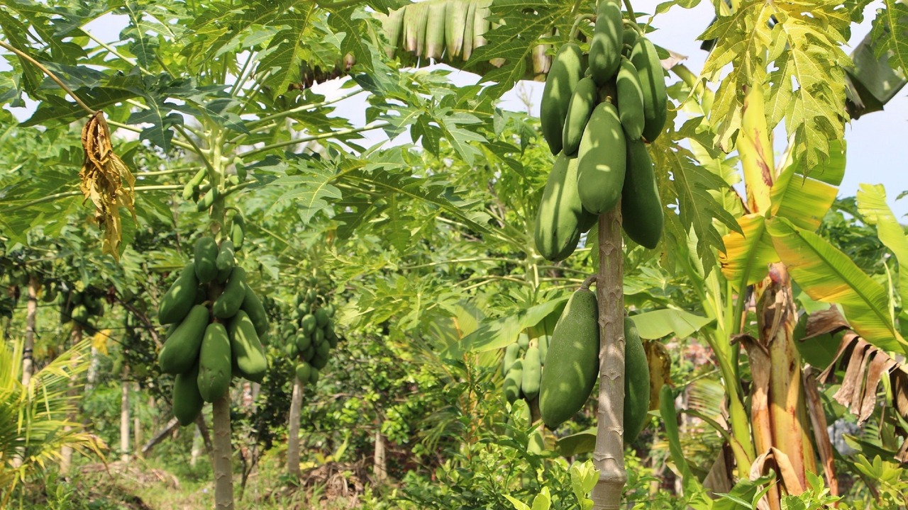Photo of Outdoor in Cho Lach
