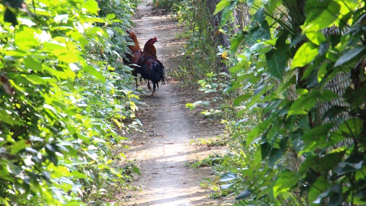 Photo of Outdoor in Cho Lach