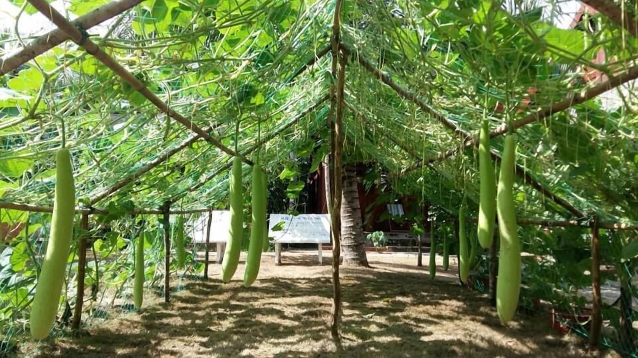 Photo of Outdoor in Mo Cay Nam
