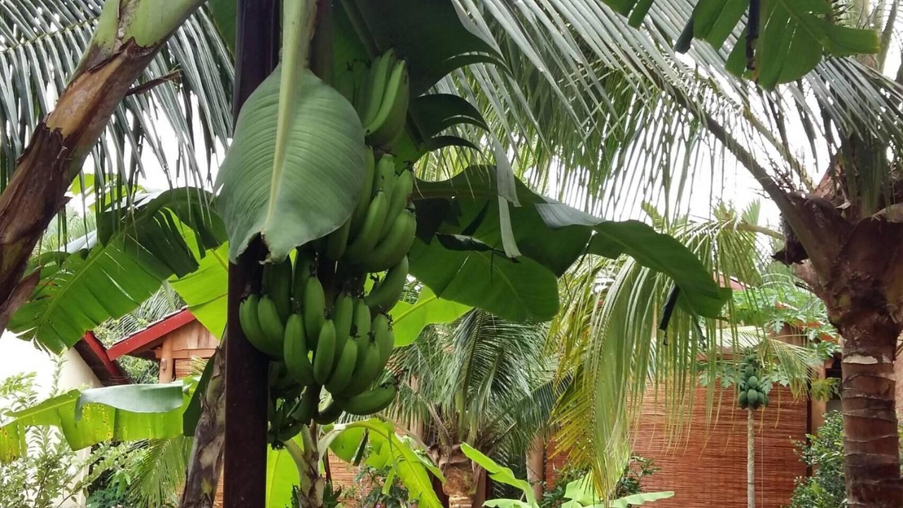Photo of Outdoor in Mo Cay Nam