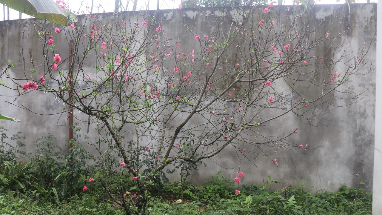 Photo of Outdoor in Tran Yen