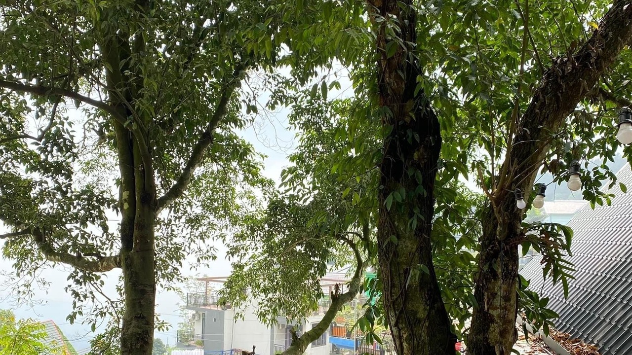 Photo of Others in Tam Dao