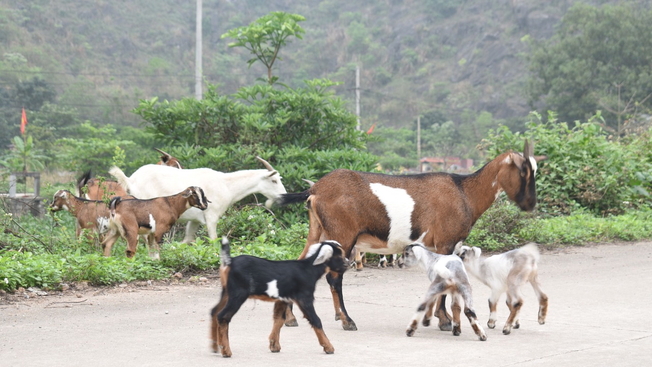 Photo of Outdoor in Hoa Lu