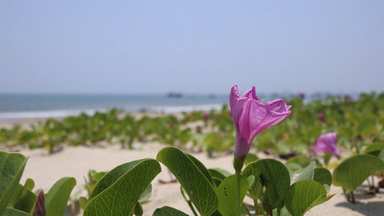 Photo of Others in Tho Quang Beach