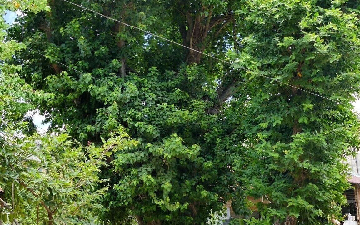 Photo of Outdoor in Hue